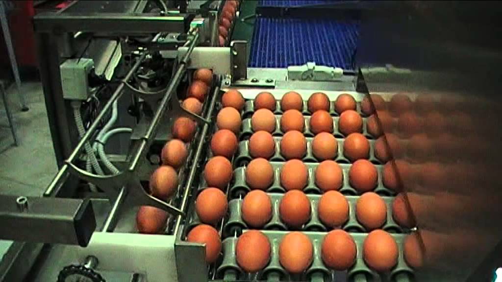 Egg Candler and Infeed in operation | Riva Selegg S121