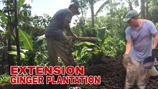 EXTENDED GINGER PLANTATION | Biyaherong Batangueno