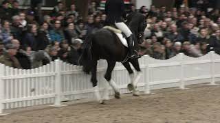 Auf Der Hengstvorführung Mit Mulligan Xx