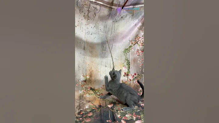 Video 11798791: russian blue kitten, russian blue eyes