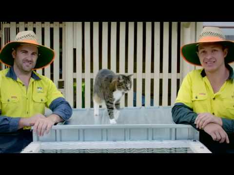 Building an outdoor enclosure for your cat