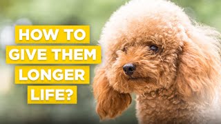 Poodle Lifespan And Tips How To Give Them A Longer Life!