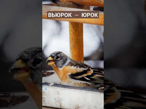 Wideo: Ptak Yurok: zdjęcie i opis