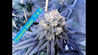 Organic Living Soil- Ethos Cherry Gar-See-Ya, Planet of the Grapes, W.Widow, Skywalker + Zweet -P. 8