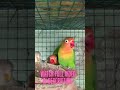 LOVEBIRDS CHIRPING SHORTS