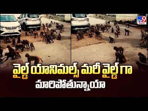 Full & Final : వైల్డ్ యానిమల్స్ మరీ వైల్డ్ గా మారిపోతున్నాయా? - TV9 - TV9