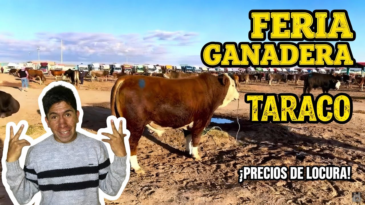 Feria ganadera de Taraco una de las mas grandes