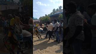 welcome to my page for more videos #skrofficial99#jallikattu #skr #bull #tirupati #viralshorts