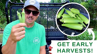 GROWING OKRA: How to Get Early Pod Production