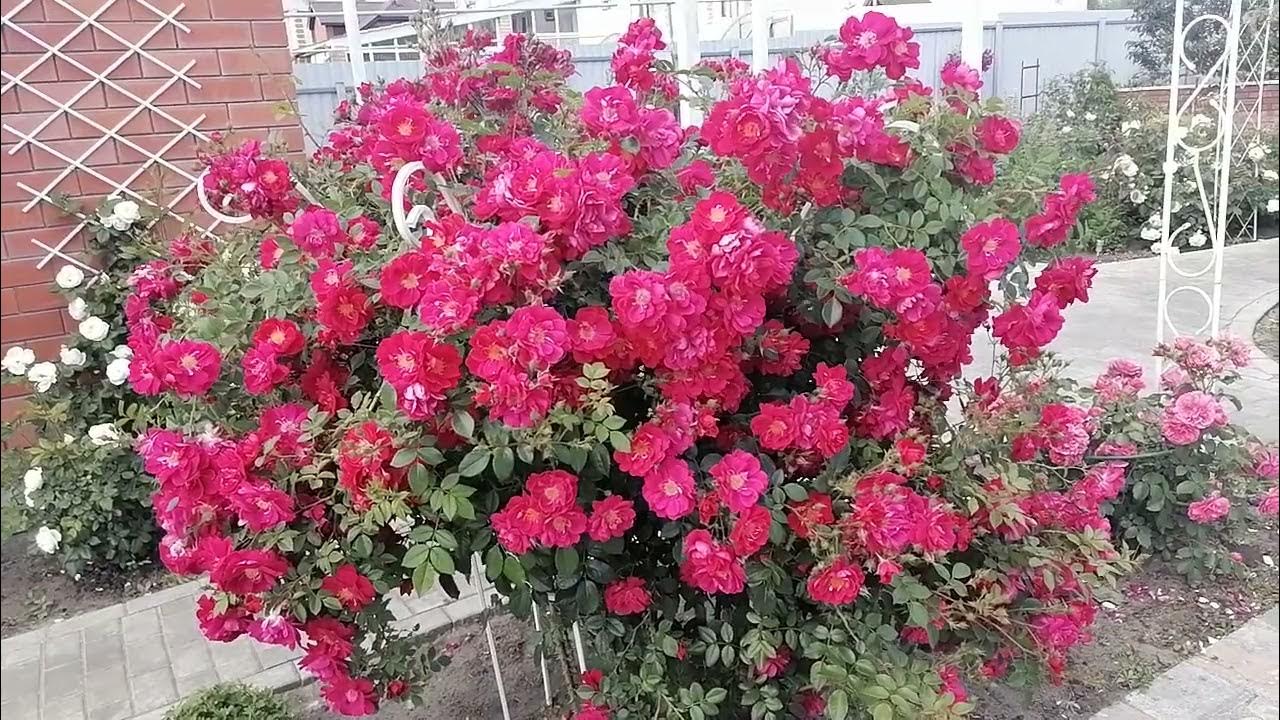 Роза генри келси фото и описание