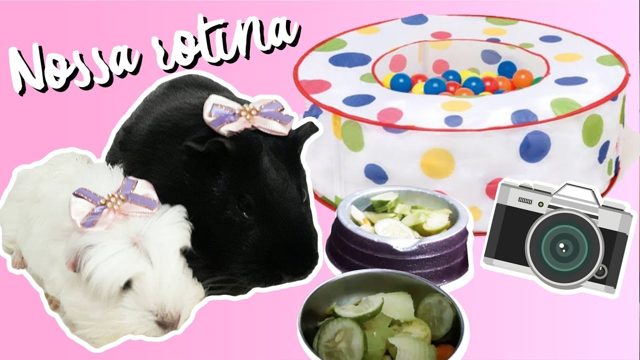 Vlog: Rotina de porquinhos da índia