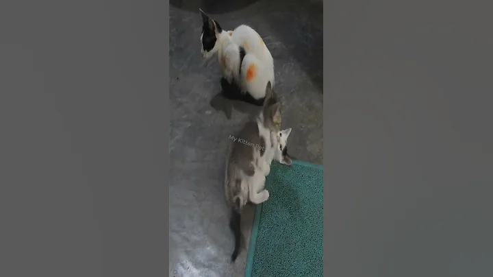 Watch the video about Cute little cat always meowing 🐈😻😻 #cute #kitten #cat #meow #catmeow #littlecat #shorts