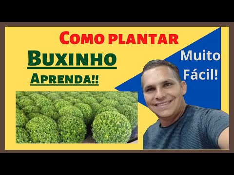 Vídeo: Plantando E Cuidando Do Buldenezh Viburnum (21 Fotos): O Cultivo De Bulldonezh Viburnum Em Campo Aberto Na Sibéria. Como Cuidar De Um Arbusto Ornamental Após A Floração? Como Plant