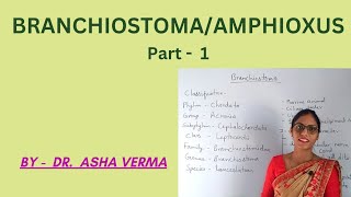 Branchiostoma/Amphioxus