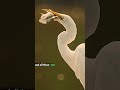 @wilds@wildanimals@wildlife@TheGlobalAnimalsWorld