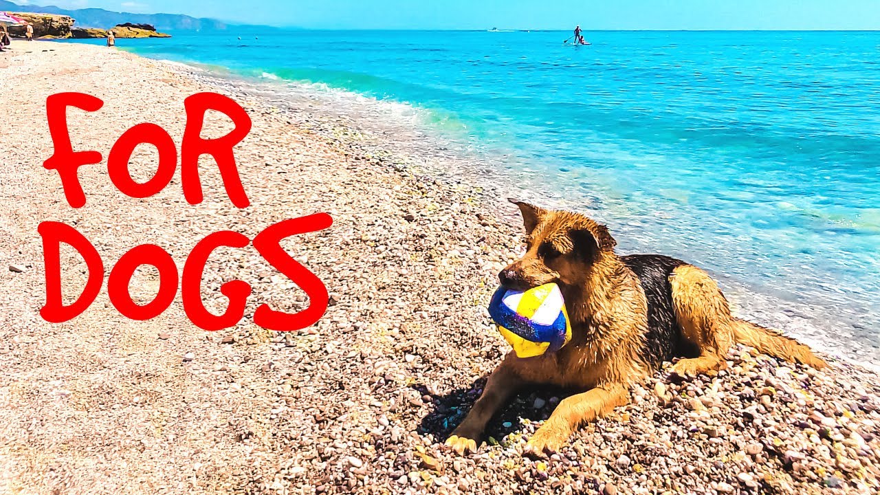 Beach for Dogs Walk Tour / Torrox Costa Spain