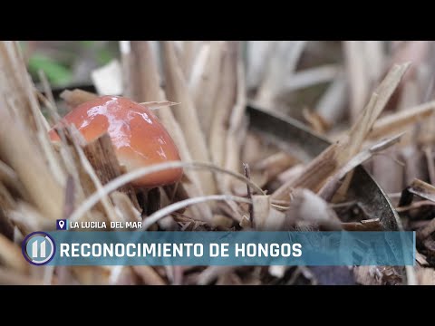 Capacitación del mundo fungi en La Lucila