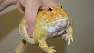 Frogus too??.?