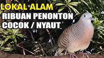 suara burung Perkutut Lokal Gacor dari alam liar paling manjur buat masteran