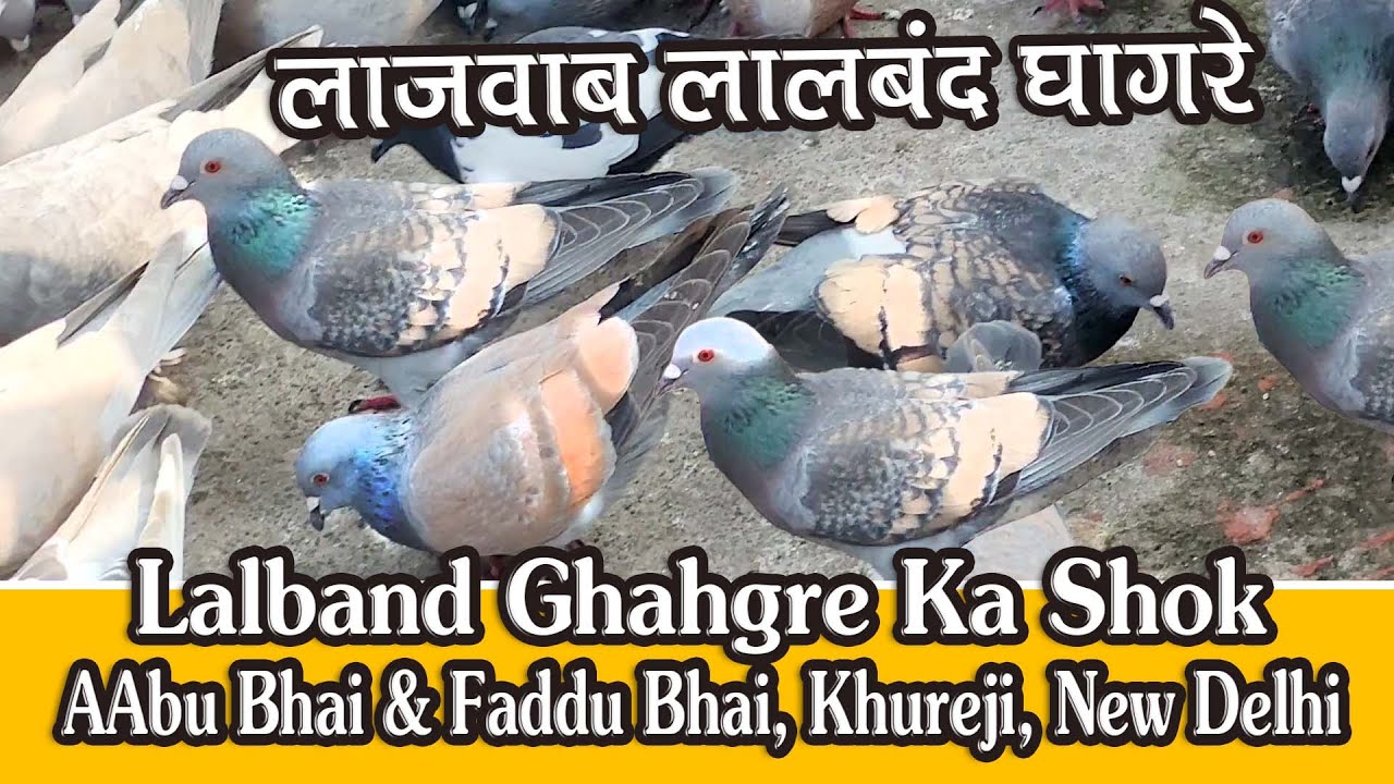 Aabu Bhai K Lajawab Lalband Ghagre Racing Pigeons Ka Shok, Ustad Amir Talim, Karachi, Pakistan