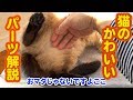 【癒やし猫映像】猫の体の「超可愛い部分」を触ってみた【モモンガっぽい】