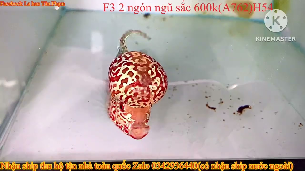 21/08/2025 báo giá lô cá La hán đẹp vip Zalo 0342936440 La han Tân Phạm 