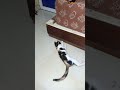 قنفودة دبرات على ݣميلتها