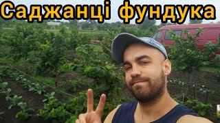 Сад фундука. Саджанці фундука. Горіхи фундука.