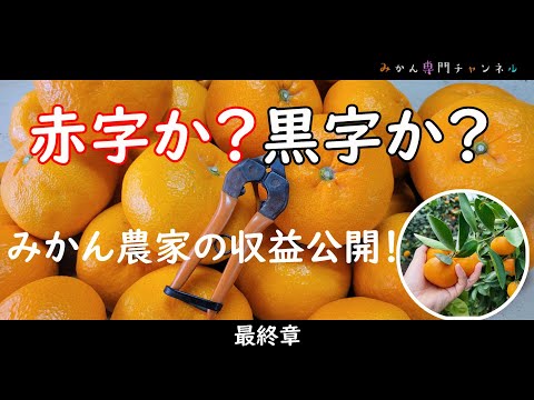 Mandarin orange farmers' profits revealed! [The tragedy of 16% for