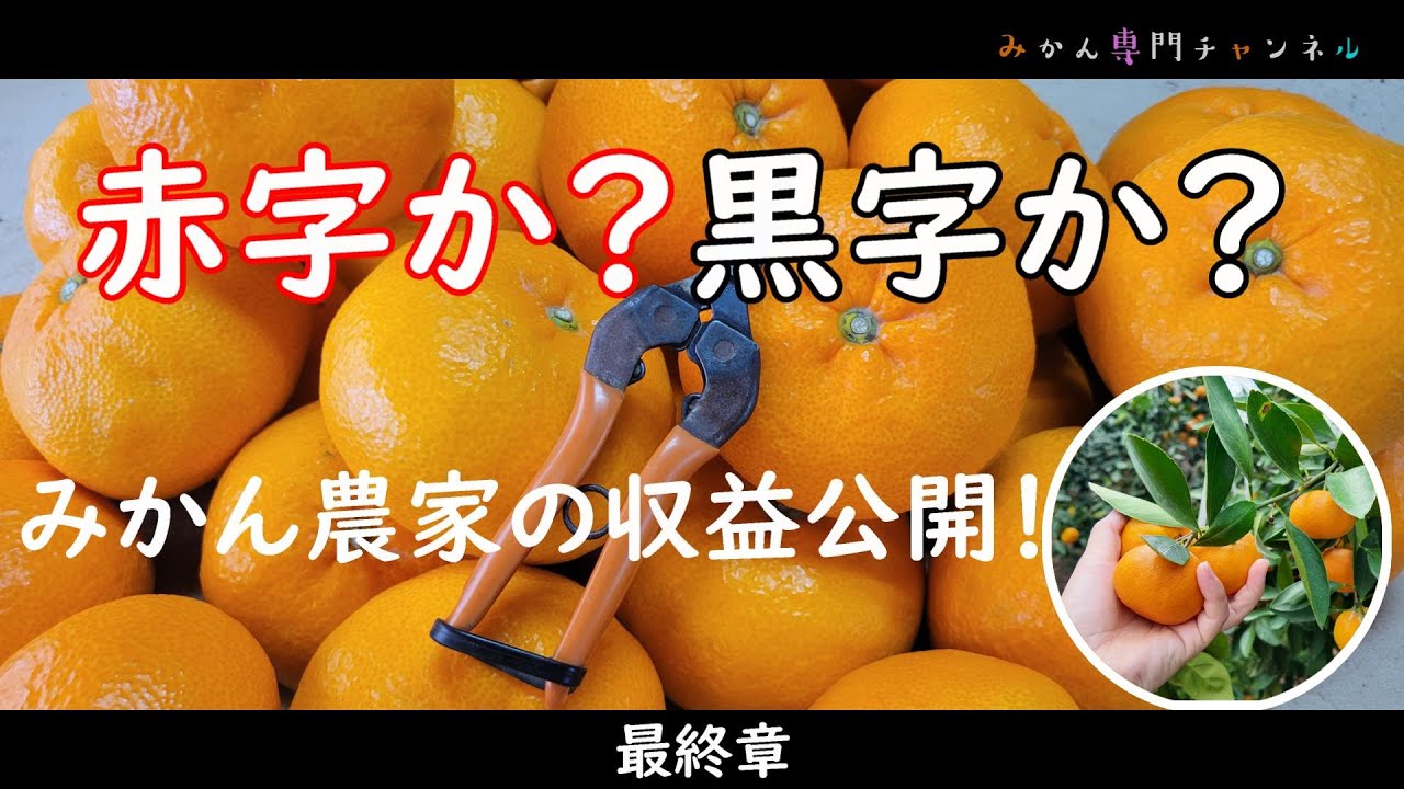 Mandarin orange farmers' profits revealed! [The tragedy of 16% for