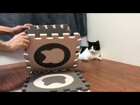 猫ハウス組み立ててみた