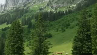 Aşkin Nuru* Nejat Hoca