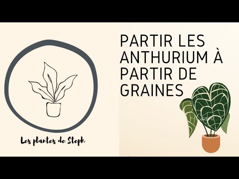 Vidéo: Propagation des graines d'anthurium - Conseils pour propager les anthuriums à partir de graines