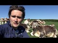 An introduction to longhorn cattle - with farmer Joe