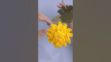 How to make simple chrysanthemums with crepe paper