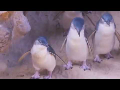 Australian Penguins Excerpt 13 Youtube Australian Penguins Excerpt 13 Youtube
