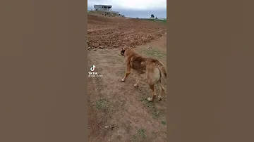 أجمل قتال الكلاب الضخمة 
