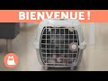 ACCUEILLIR UN CHATON 🐱 🏠 Combien de temps lui faut-il pour s'adapter?