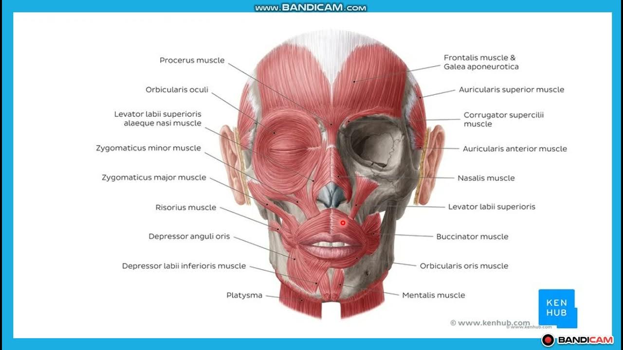 Порно басқа біреудің ұрығын жейді