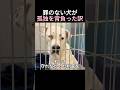 罪のない犬が孤独を背負った訳