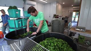 Greens Washing at Footprint Farm