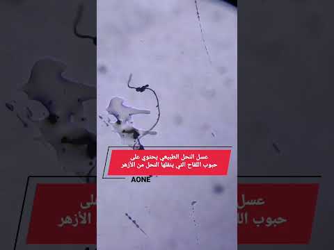 عسل نحل طبيعي تحت المجهر
