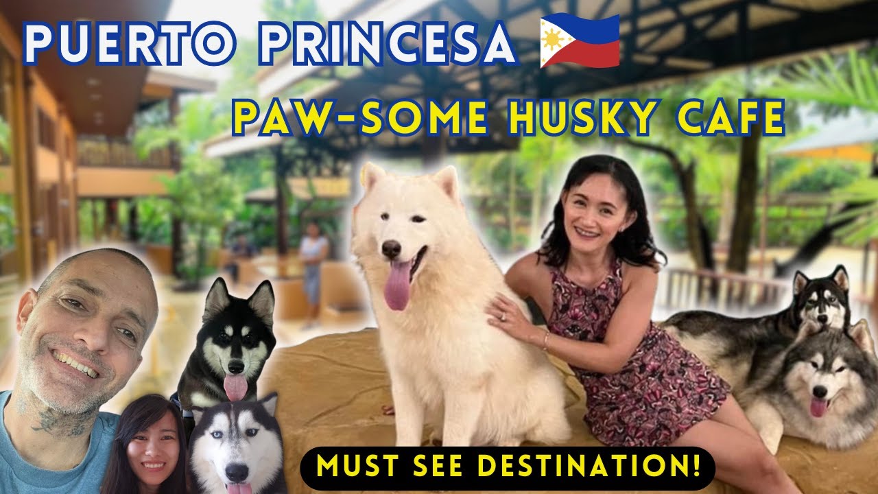 paradise-paws-in-palawan-the-happy-husky-cafe-youtube