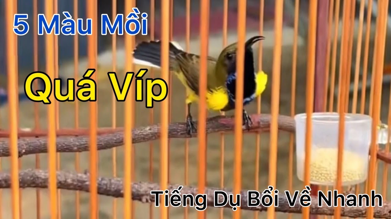 Tiếng HÚT MẬT 5 MÀU MỒI Không Tạp Âm Bẫy Bổi Siêu Nhạy | HutMatBayĐau