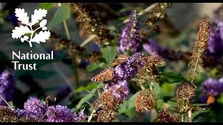 Planting tips and colourful blooms at Hardwick Hall gardens, cared for by the National Trust