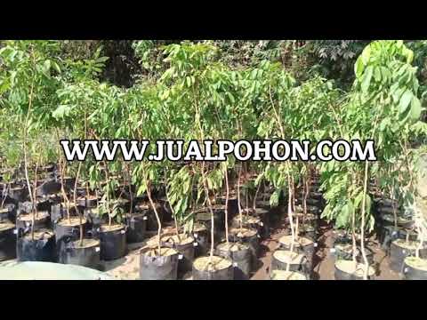 Pohon Kelengkeng New Kristal, Investasi Jangka Panjang yang Menguntungkan!