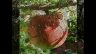 Grupul Hava Maranatha - Omule, nu întâmplarea