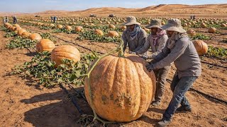 Unbelievable! Pumpkins Thriving in the Desert – You Won’t Believe This Worked