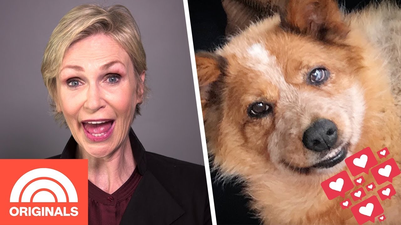 Jane Lynch's Recovering Rescue Dog Is An Instagram Star My Pet Tale