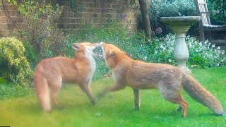 Foxes Playfighting & Grooming May 2024